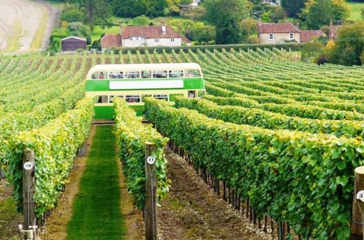 - Hambledon Vineyard