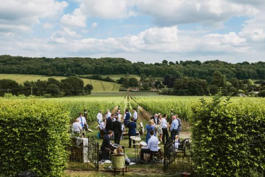 - Hambledon Vineyard